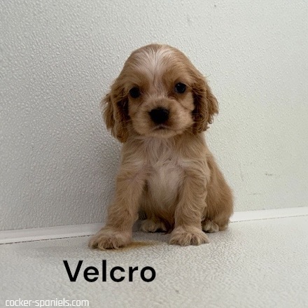 puppy, for, sale, Cocker Spaniel, Joe & Cherri  Overlease, dog, breeder, Miller, MO, dog-breeder, puppy-for-sale, forsale, nearby, find, puppyfind, locator, puppylocator, aca